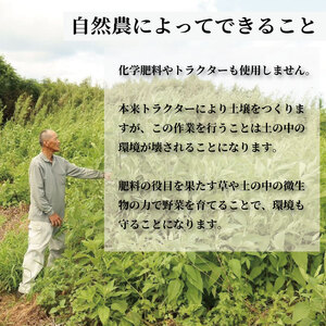さつまいも 約 3kg おまかせ 紅はるか 鳴門金時 紅あずま 安納芋
