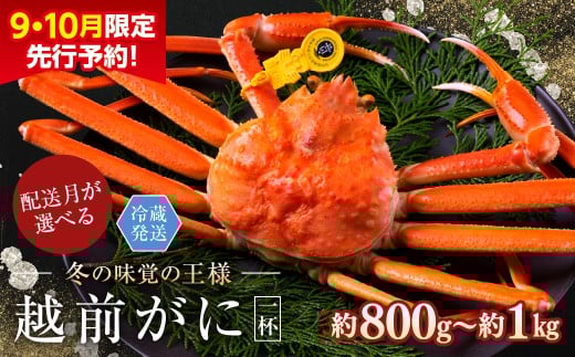 【2026年2月発送・月指定可】【先行予約 9月10月限定】越前がに（オス）「ずわいがに」 大サイズ（800g-1kg） 1杯
