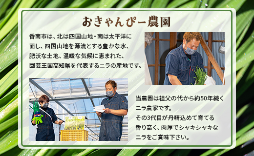 3ヶ月定期便 香南市産 ニラ 合計約3kg（1kg×3回） - にら 韮 生 野菜 やさい 香味野菜 葉物 新鮮 シャキシャキ食感 肉厚 にくあつ 料理 アレンジ 炒めもの 炒め物 煮物 鍋 なべ も