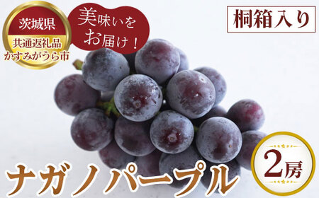 【先行予約】桐箱入りナガノパープル　2房【茨城県共通返礼品 かすみがうら市】 No.323
