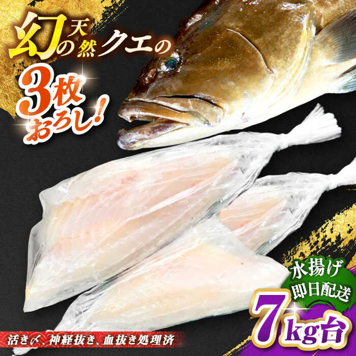 【ふるさと納税】天然クエ（7キロ台・3枚おろし） 《壱岐市》【壱岐島　玄海屋】[JBS060] クエ 魚 刺身 しゃぶしゃぶ 520000 520000円 52万円 のし プレゼント ギフト