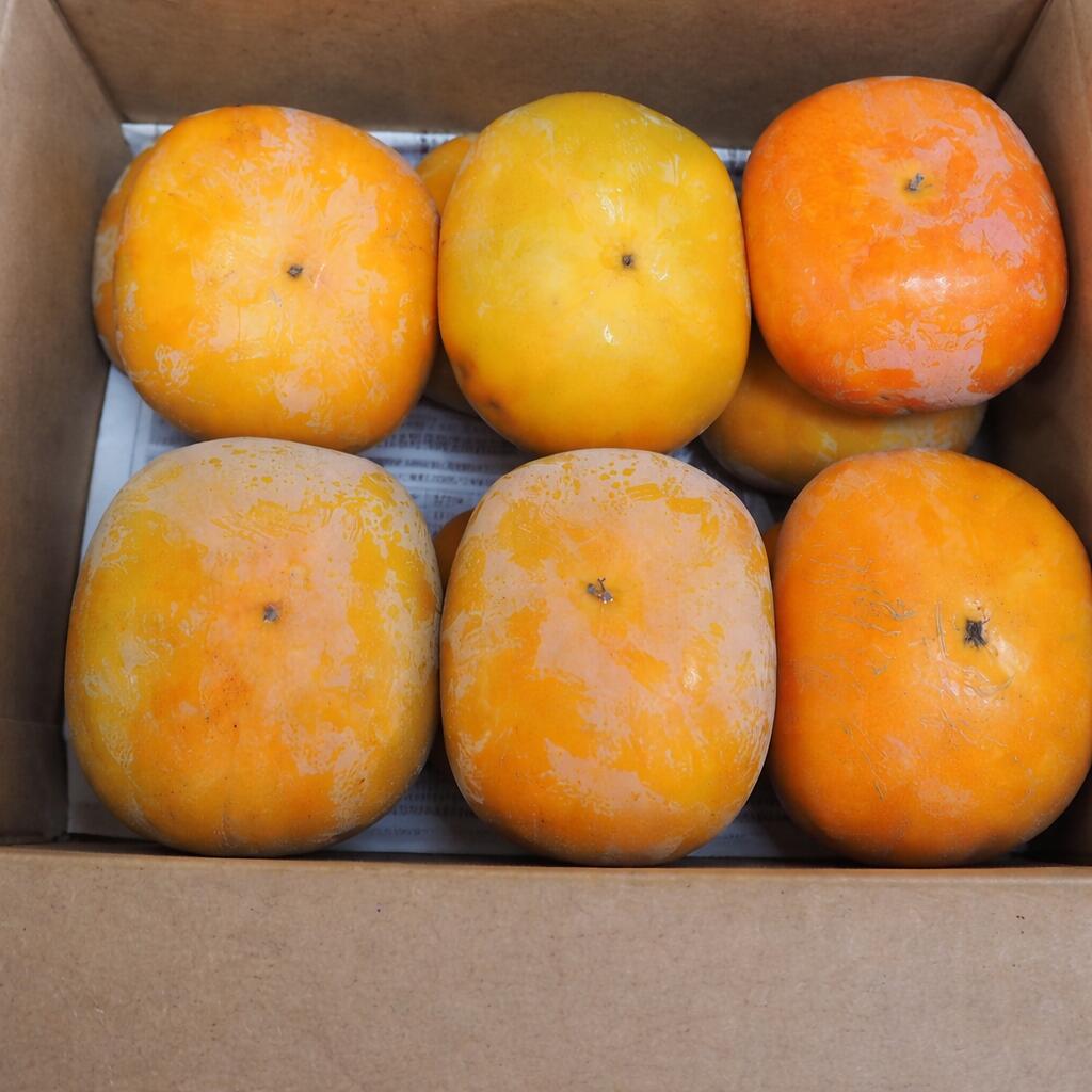 【ふるさと納税】 【訳あり・ご家庭用】たねなし柿　ご家庭用（傷有り）約2.5kg【2026年10月上旬から11月下旬順次発送】 | フルーツ 果物 くだもの 食品 人気 おすすめ 送料無料 先行予約 数量限定 種無し たねなし かき