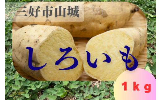 【 先行予約 】 白いも 白芋 さつま芋 サツマイモ 1kg 甘い 糖度高い 希少 天ぷら 焼き芋 蒸かし芋 芋ご飯 大学芋 味噌汁 スープ 野菜 新鮮 旬 徳島県 三好市 みよし