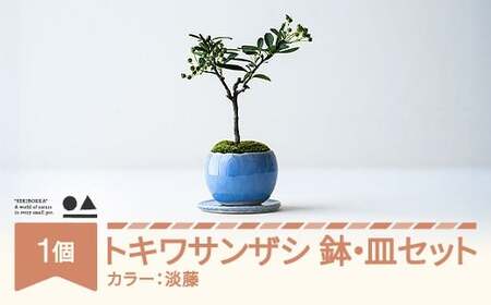【鉢皿色・淡藤】　トキワサンザシ 常盤山査子 0.35kg 盆栽 植物 石木花 sw-botkx380 ※沖縄・離島への配送不可