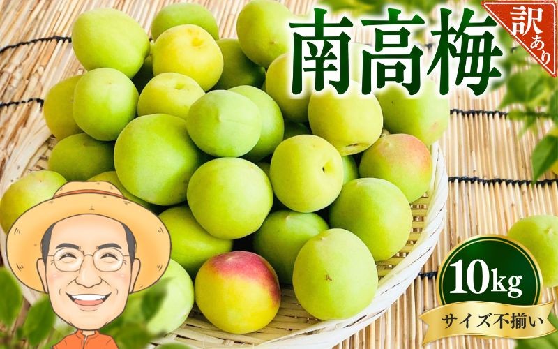 
                  【訳あり・ご家庭用】南高梅 青梅 約10kg (＋補償100g) サイズ不揃い カキエモン農園 【2027年6月上旬～6月中旬頃順次発送】 和歌山産 梅干し 梅酒 梅シロップ 果実 うめ 梅 ウメ カキエモン 農園 送料無料 なんこううめ なんこうばい なんこう梅 加工用 家庭用 紀州【BX-kkem014A】
                