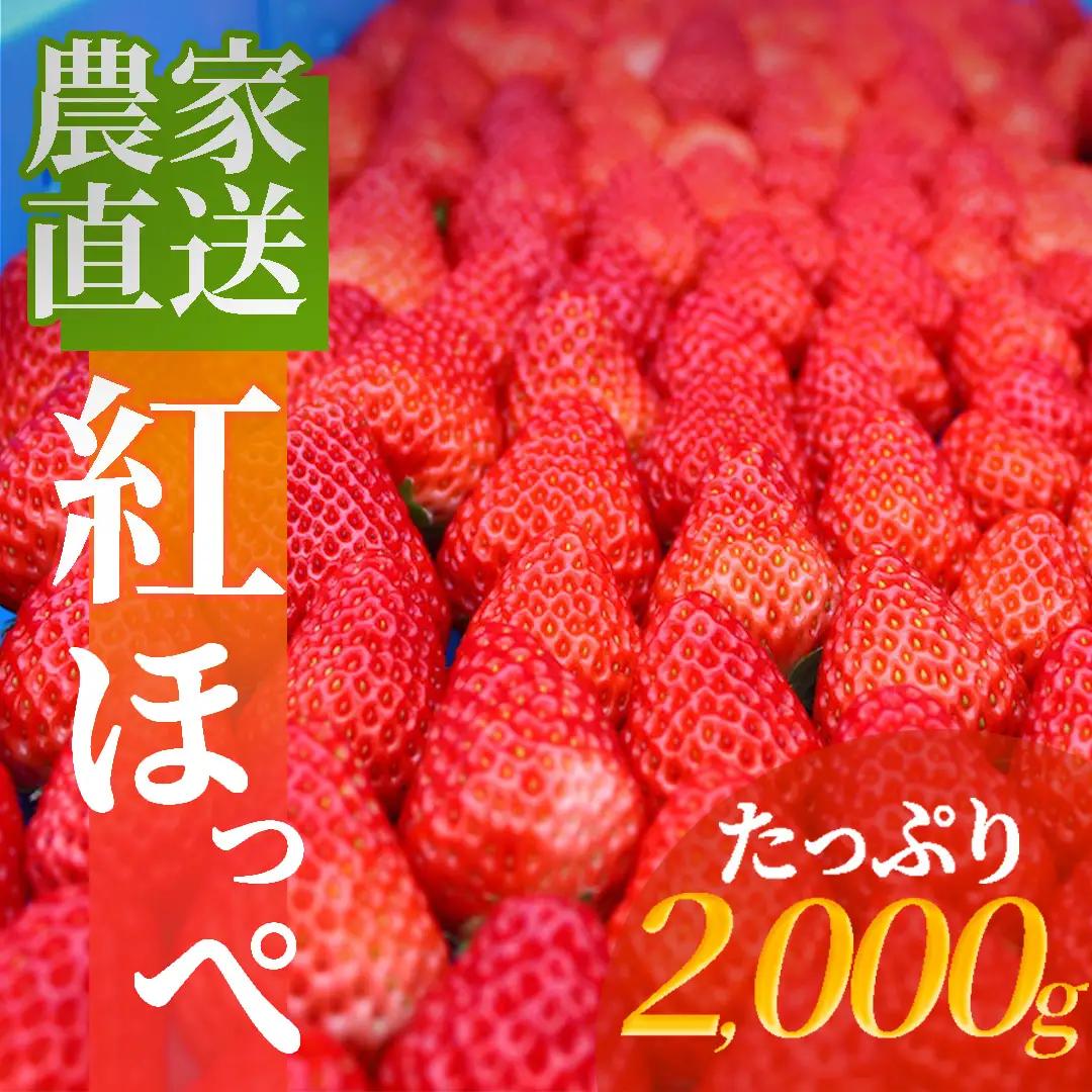 【先行予約＿2027年出荷分】 南伊豆産いちご　紅ほっぺ2kg　【 苺 いちご フルーツ 果物 】