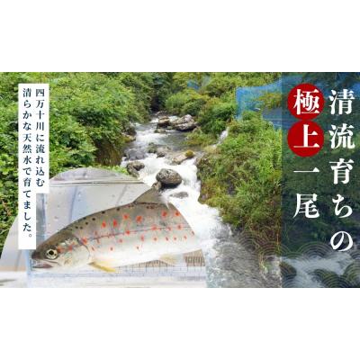 ふるさと納税 梼原町 四万十川源流域の清流で育ったゆすはらアメゴ(9匹入り) |  | 01