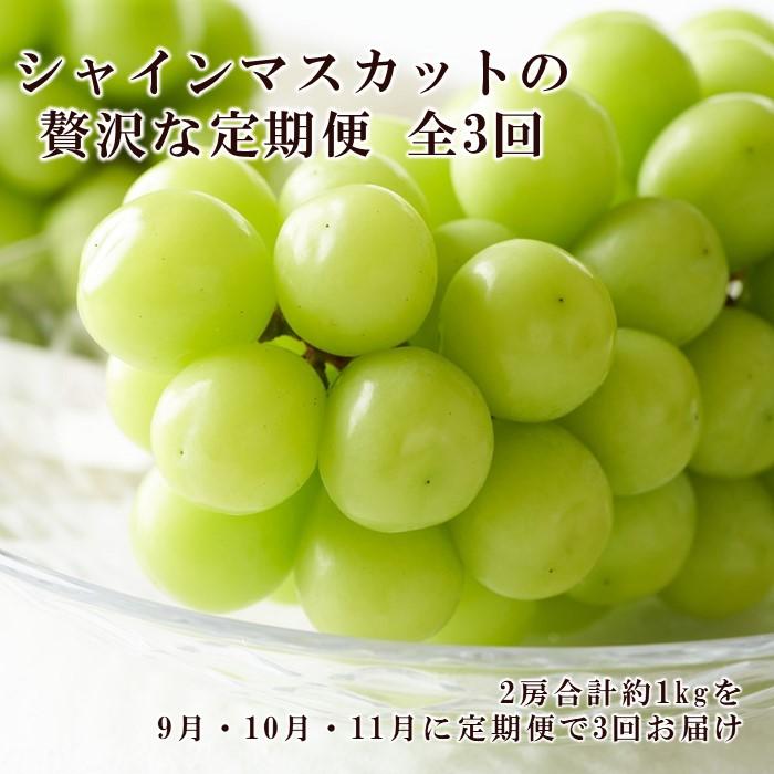 【ふるさと納税】ぶどう 2026年 9月・10月・11月発送 シャイン マスカット 晴王 2房（合計約1kg）×3回 ブドウ 葡萄 岡山県産 国産 フルーツ 果物 ギフト