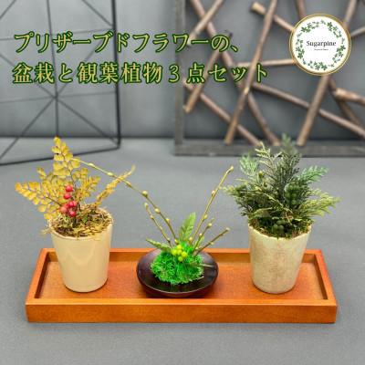 ふるさと納税 春日部市 プリザーブドフラワーアレンジ【ミニ盆栽・ミニ観葉植物 計3個セット】春日部市 シュガーパイン