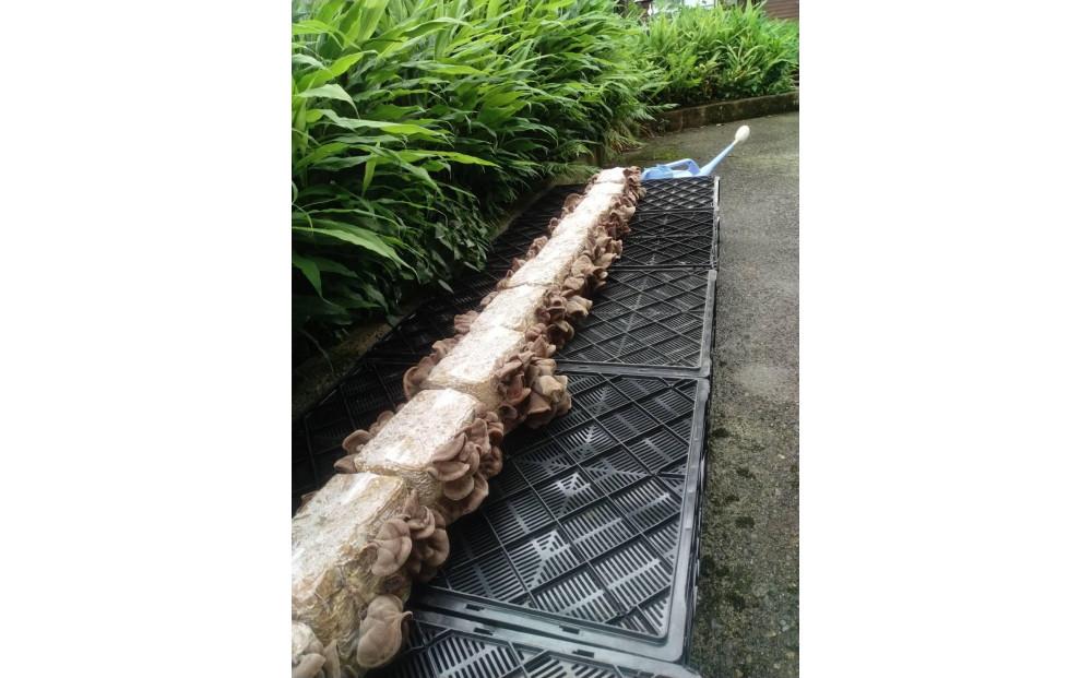 【津南町森林組合】きくらげ菌床2個 出荷可能期間7月1日〜7月31日
