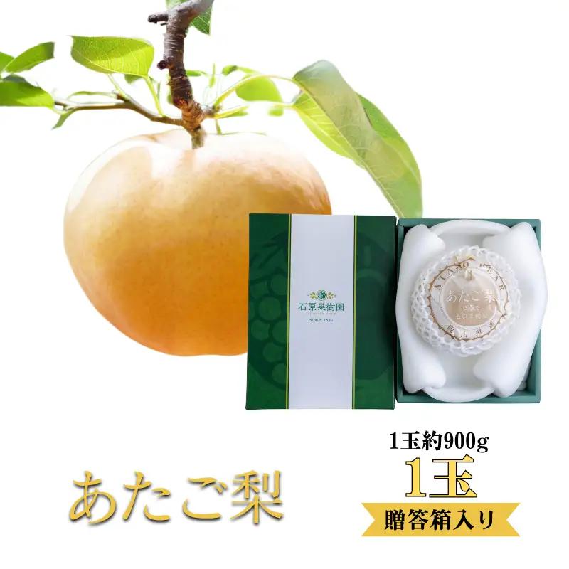 あたご梨 1玉 贈答箱 赤秀 約900g玉【先行予約 2026年11月中旬から順次発送】