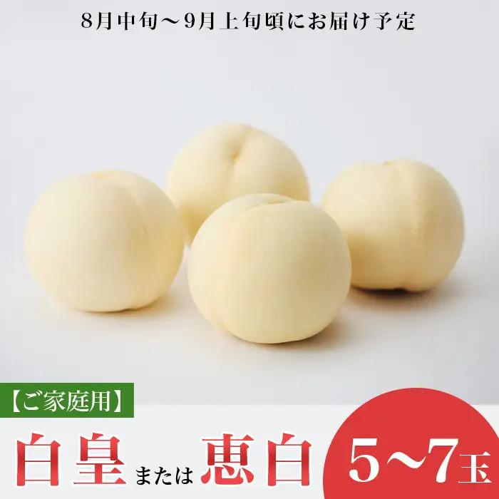 【ご家庭用】岡山白桃「白皇もしくは恵白」5～7玉