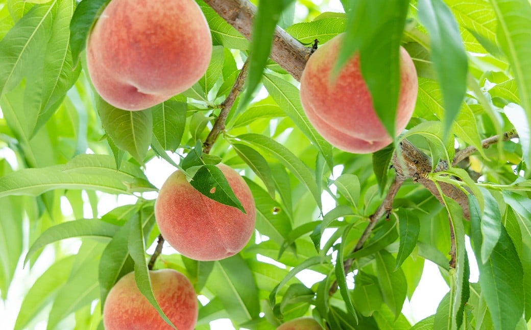 桃 （ 嶺鳳 ・ 川中島白桃 ）  約2kg （ 6ー9玉） 【2026年7月上旬ー8月上旬発送予定】　 