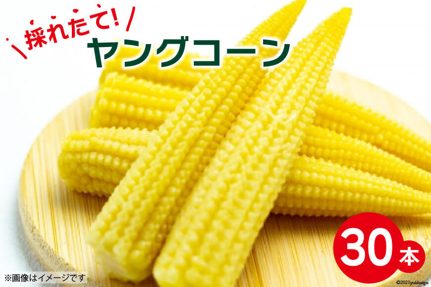 
採れたて! ヤングコーン 30本 [よしろーさんちの農園 山梨県 中央市 21470397] ベビーコーン やさい 野菜 旬野菜 旬 季節限定
