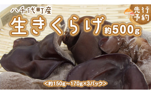 
【 先行予約 】 八千代町産 生きくらげ 約 500g (約 150g ～ 170g × 3パック ） キクラゲ 木耳 きのこ キノコ ふるさと納税 7000円 茨城県 八千代町 [CW001ya]
