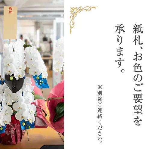 【4月～11月発送分】胡蝶蘭ミディ 3本立 花 スマイルオーキッド 選べる花色 白色 ピンク 黄色 花 ギフト 贈り物 お祝い 産地直送 贈答 プレゼント 鮮度抜群 誕生日 記念日 開店祝 母の日 父
