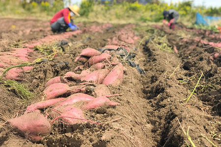 【京阪百貨店厳選】茨城県産ほしあかね 10kg [サイズ無選別品] 芋 さつま芋 サツマイモ さつまいも B18-012