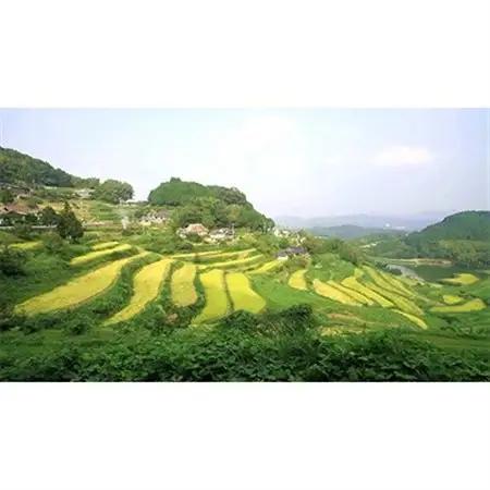 久米南産　山田錦　山廃純米酒　桃太郎　鬼退治　1.8L　3本【1483245】