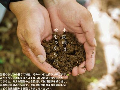 厳選 シャインマスカット・ニューピオーネ 2房 合計1.0kg以上 詰合せ 産地直送 朝採れ ぶどう 葡萄 Kawahara Green Farm 岡山県産 2025年