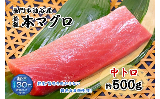 
(1274)油谷産養殖本マグロ 中トロ柵 500g
