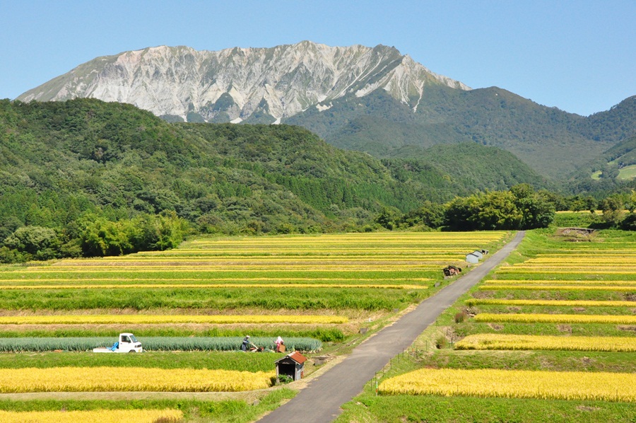 【JALふるさと納税限定】-定期便6回- 令和6年産 特別栽培米きぬむすめ 奥大山江府米 6ヶ月 5kg×2 鳥取県江府町産 先行予約 YA7 0838