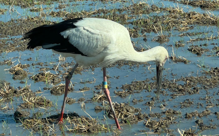 夢しずく（白米）5kg 【farmY.style】 [IDL002]