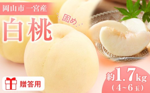 
                  固めの 桃 2026年  贈答用 岡山市一宮産 白桃（晩生種）約1.7kg 4～6玉 犬塚農園【白桃 桃 もも はくとう 果物 果汁 フルーツ 岡山市 岡山県産 岡山県 おすすめ 人気 新鮮  ギフト 贈答用】
                
