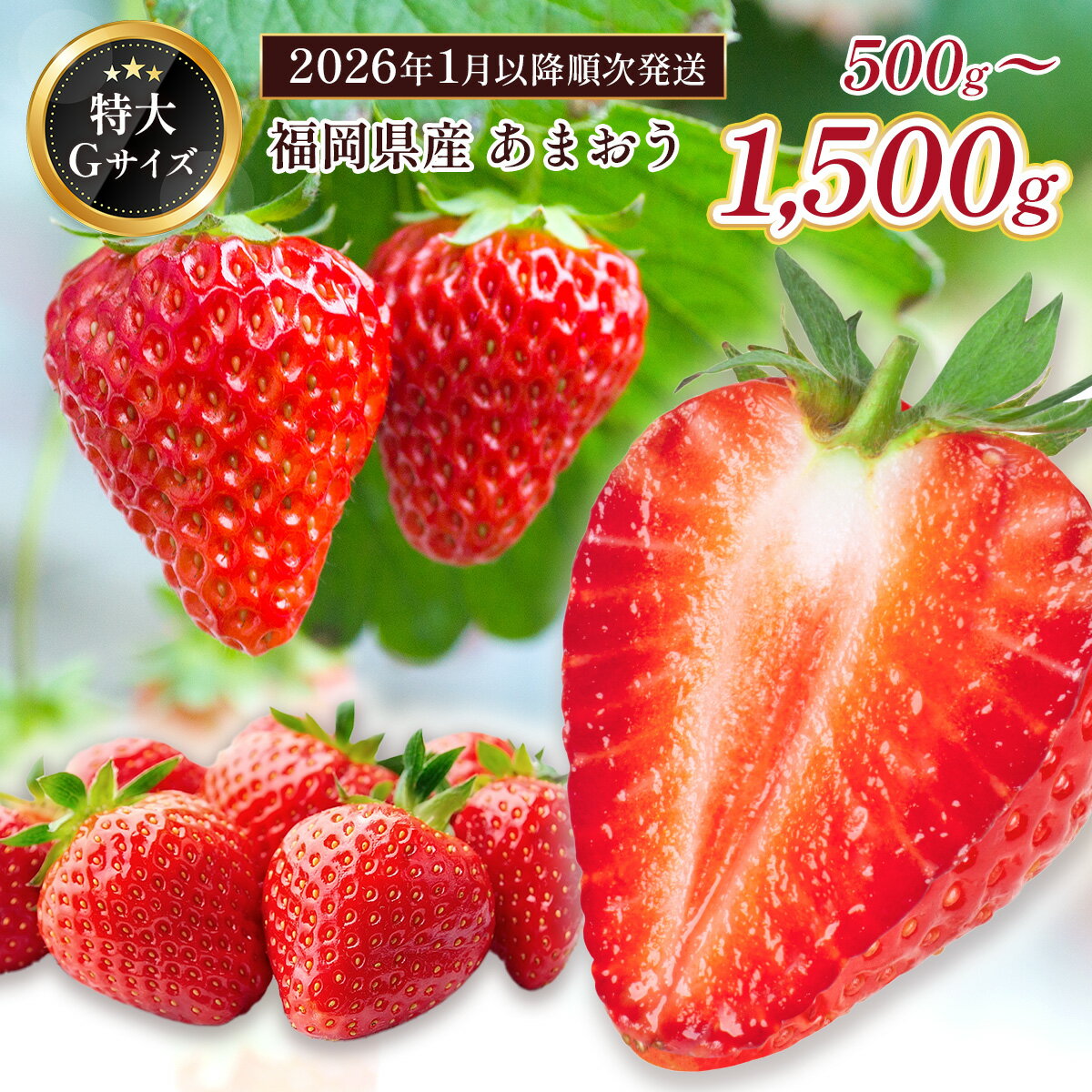 【ふるさと納税】福岡県産 あまおう 1000～1500g 送料無料 スイーツ スムージー ケーキ ギフト お祝い ショートケーキ タルト 限定 季節限定 BA006 BA007先行予約 2026年1月～2026年3月発送