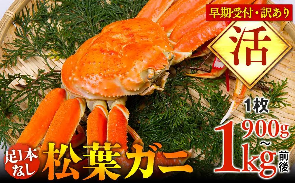 【早期受付】【活】足1本なし 訳あり 松葉ガニ 特大1枚（900g～1kg前後）| カニ 松葉ガニ タグ付き※着日指定不可 ※2026年11月上旬頃から順次発送予定