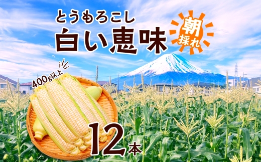 とうもろこし 白い恵味 ホワイト 400g以上×12本 高糖度 トウモロコシ スイートコーン 玉蜀黍 コーン 白 夏野菜 ジューシー 野菜 おやつ 甘い 旬 産地直送 送料無料 湖南野菜出荷組合 山梨