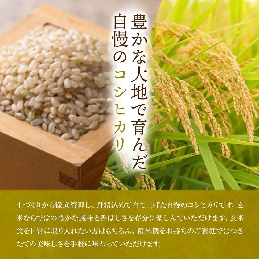 R8年産米 米 玄米 コシヒカリ 5kg《30日以内に出荷予定(土日祝除く)》