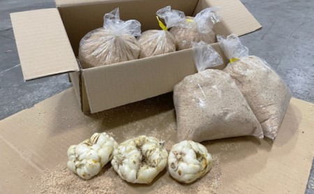 【規格外】十勝幕別 忠類ゆり根 1.5kg（M～2L）9～15玉［JA忠類］9月～3月発送限定【 北海道 幕別町 忠類 十勝 高級食材 お正月 料理 訳あり 】 野菜 ゆりね 北海道産 ワケあり 