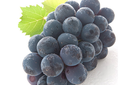 岡山県産 詰合/白桃2玉(1玉220g以上)・ニューピオーネ1房(480g以上)・シャインマスカット「晴王」１房(480g以上) 化粧箱入り