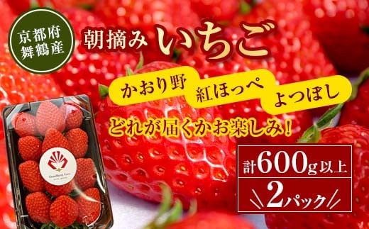 
                  【1月下旬〜4月末発送】朝採りいちご 約600g（約300g×2パック）紅ほっぺ・かおり野・よつぼし 舞鶴直送 苺 いちご 直送 フルーツ 果物 ストロベリー 旬 国産 京都 舞鶴 農園直送 新鮮 甘い
                