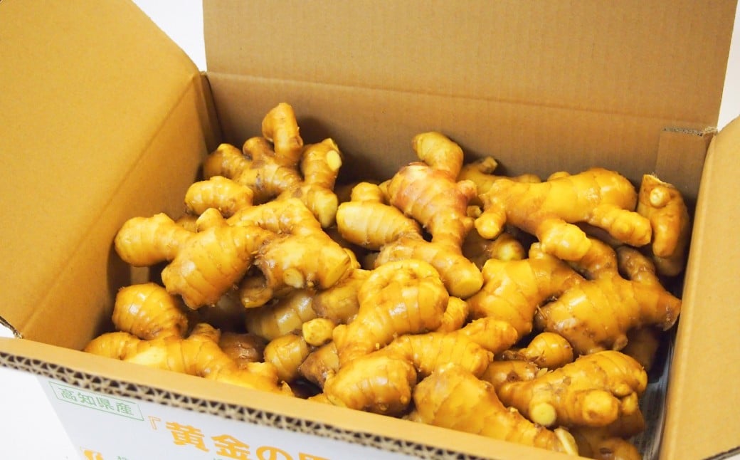 黄金しょうが 約1kg