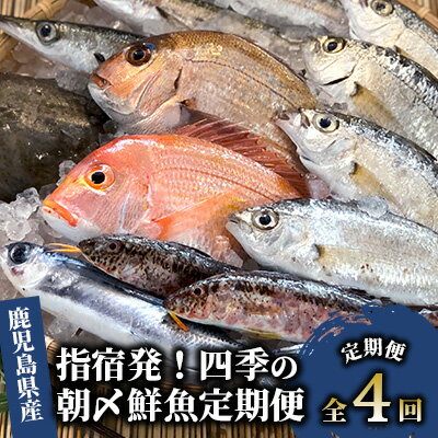 【ふるさと納税】＜定期便！全4回＞指宿発！四季の朝〆 鮮魚 定期便 菜の花かんぱち ぶり お試しセット 合計 11.5kg 魚介 魚 漁師 いぶすき 鹿児島【指宿山川水産】