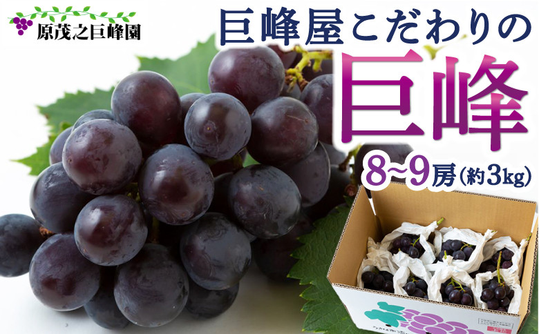 
            【先行予約】原茂之巨峰園 巨峰屋こだわりの巨峰 8房から9房 (約3kg) 2025年8月下旬から9月上旬 出荷予定
          