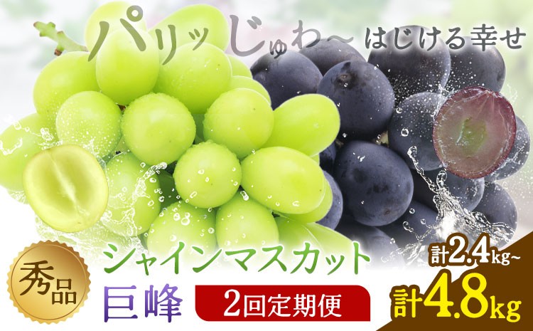 
                  【2回定期便】秀品  シャインマスカット 巨峰 選べる内容量 計2.4kg 計4.8kg 日本フルーツ株式会社《8月上旬-8月末頃出荷》熊本県 荒尾市 シャインマスカット 巨峰 ぶどう 果物 フルーツ 定期便 ギフト 購答用 人気 おすすめ
                