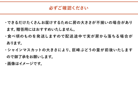 【数量・期間限定】 中津産の巨峰とシャインマスカット中野観光ぶどう園 | 果物 フルーツ くだもの ぶどう ブドウ 葡萄 シャインマスカット マスカット 巨峰 大分県 中津市