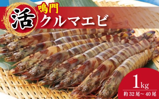 【指定日必須】 活き車海老 1kg 約32尾～40尾 サイズ中～大 クルマエビ 車エビ えび 活きエビ 活きたまま 養殖 塩焼き 天ぷら フライ 冷蔵 徳島 鳴門 【10月～1月上旬 発送】