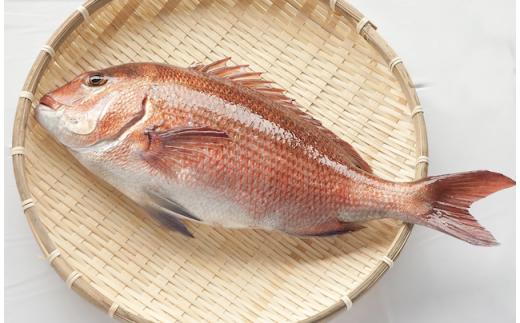 
タイ 鯛 約 900g～1kg まるごと 1匹分 可能 魚 鮮魚 ブランド 乙女鯛 刺身 新鮮 鯛めし 高知県 須崎市
