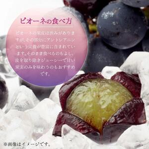 【2025年先行予約】［大原観光果樹園］ピオーネ2房とシャインマスカット2房（計4房 約2kg）［026-a018］