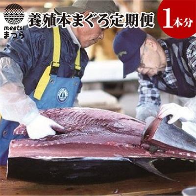 ふるさと納税 松浦市 鷹島産本まぐろ定期便(1本分)