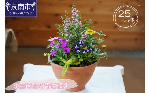 
季節の花の寄せ植え 25㎝鉢【005D-005】
