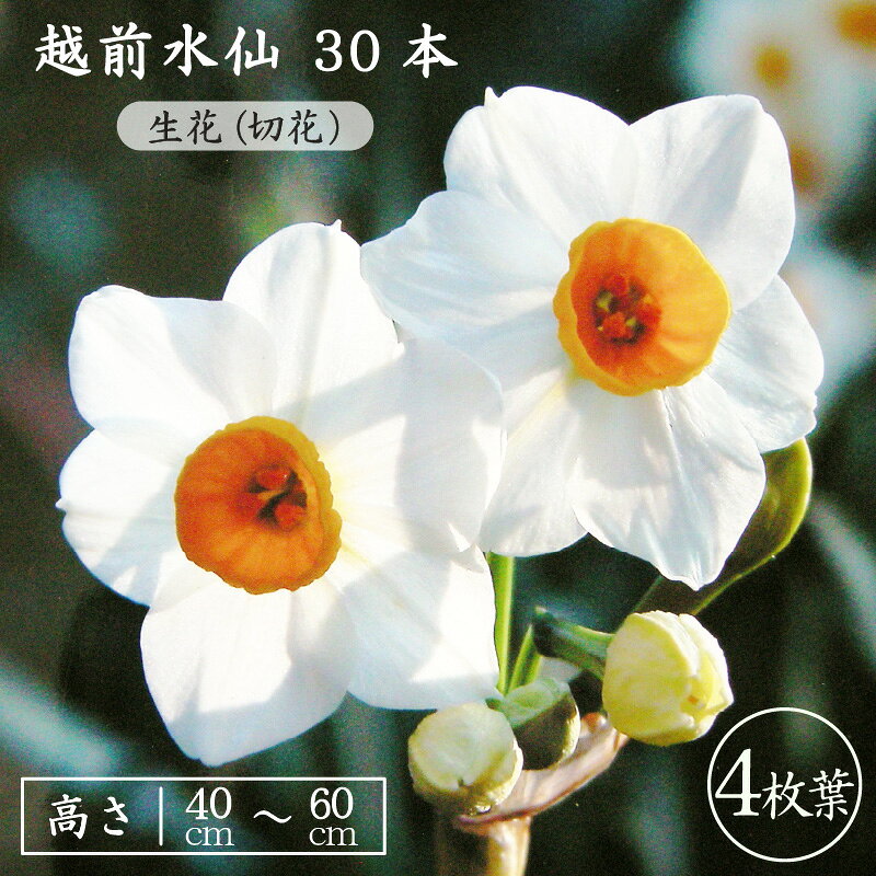 【ふるさと納税】【先行予約】お花 ギフト 越前水仙「4枚葉」高さ40〜60cm × 30本（生花・切花）葉数にもこだわりました。ご贈答用だけでなく生け花としても【2025年12月上旬以降順次発送予定】【花 水仙 福井県産】 [e39-a024]