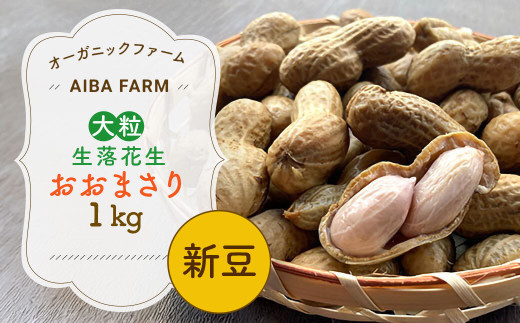 【先行予約・新豆 】千葉県産 大粒 農家直送！「生落花生」おおまさり１kg　【 ふるさと納税 人気 おすすめ ランキング 皮付き 殻付き ピーナッツ ピーナツ 落花生 生落花生 おおまさり オオマサリ オーガニック 千葉県 富里市 送料無料 】TML008