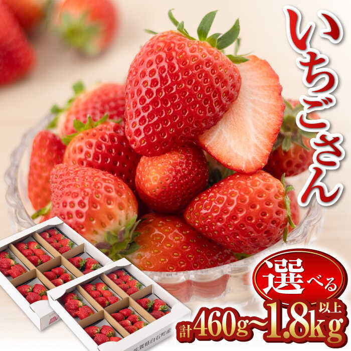 【ふるさと納税】【R8年1月以降発送】いちごさん〈選べる容量〉 2パック or 6パック or 12パック【道の駅しろいしカンパニー】イチゴ 苺 大容量 果物 フルーツ 佐賀県 白石町 [IAA022]