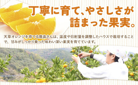 ハウス追熟 天草オレンジ 4玉～9玉入 【配送不可地域あり】※離島