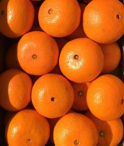 ＜予約受付＞宮武園芸の「津之輝（つのかがやき）」  善通寺市産 ５kg程度