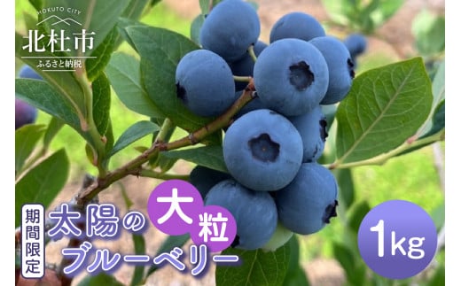 【2026年発送 先行予約】【大粒】山梨県産（明野産）生果　ブルーベリー1000g  ブルーベリー 大粒 期間限定  1000g 無農薬 フルーツ 生果 生果実 山梨県 北杜市 明野町